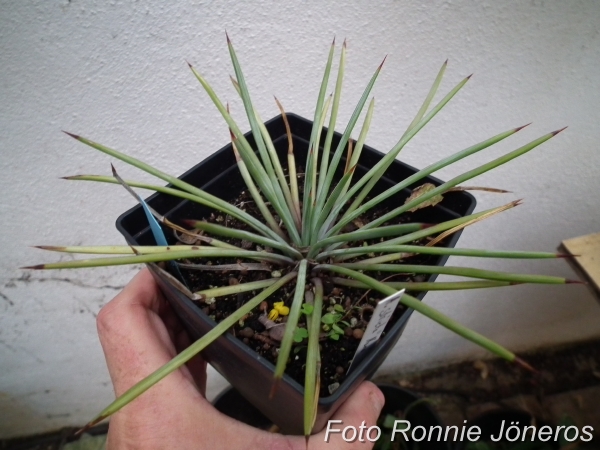 Agave striata nana